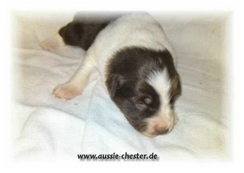 schoki04.jpg