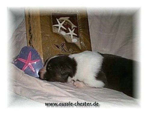 schoki05.jpg